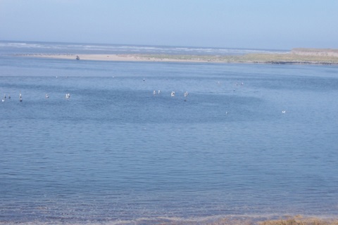 Seagulls having a party.