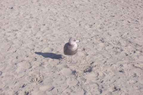 Met this guy just hanging out, enjoying the beach.