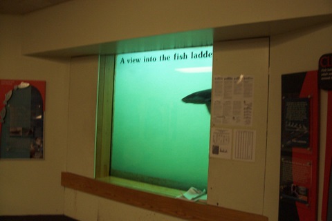 In the fish viewing area of the dam, I happened to walk in when this fish was passing the window. They aren't counted like the salmon are.