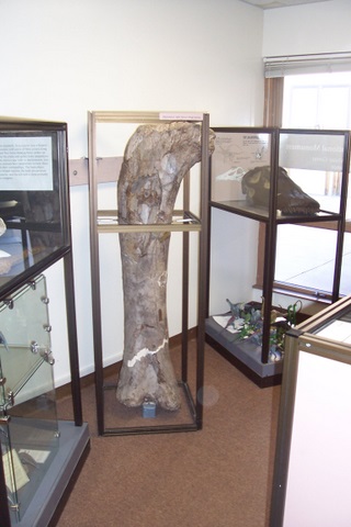 Some dinosaur bones.