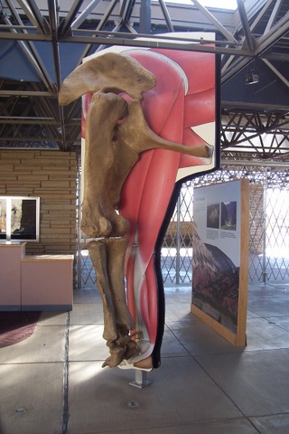 Very large leg bone...brontosaur, maybe?