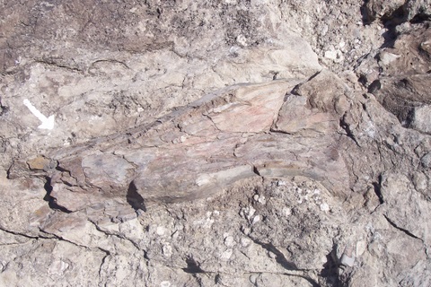 And here in the rock, a real dinosaur bone.