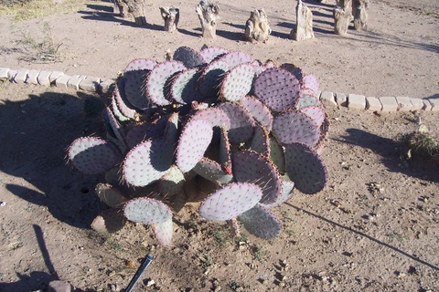 And some of the cactii all around the park.