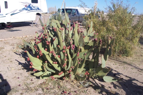This one had flowers.