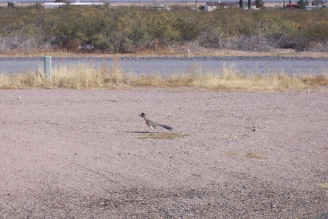 As I rode into Columbus, this roadrunner crossed my path. Where's Acme when you need them?