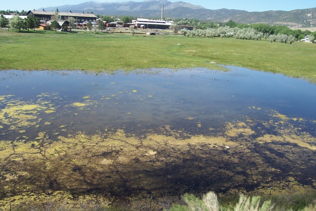 The pond.